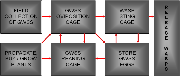 Flow chart of the wasp production process.