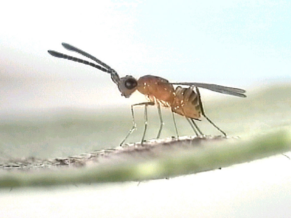 Cosmocomoidea triguttata - Parasitoid successfully used in the fight against GWSS