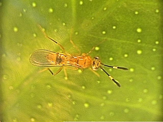 Cosmocomoidea walkerjonesi - Parasitoid successfully used in the fight against GWSS