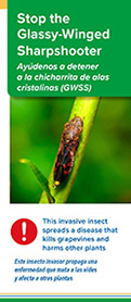 Brochure - Stop the Glassy-Winged Sharpshooter