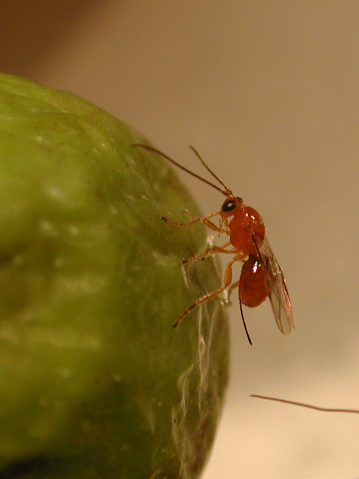 Psyttalia ponerophaga (Silvestri, 1916) searching for Olive Fruit Fly larvae