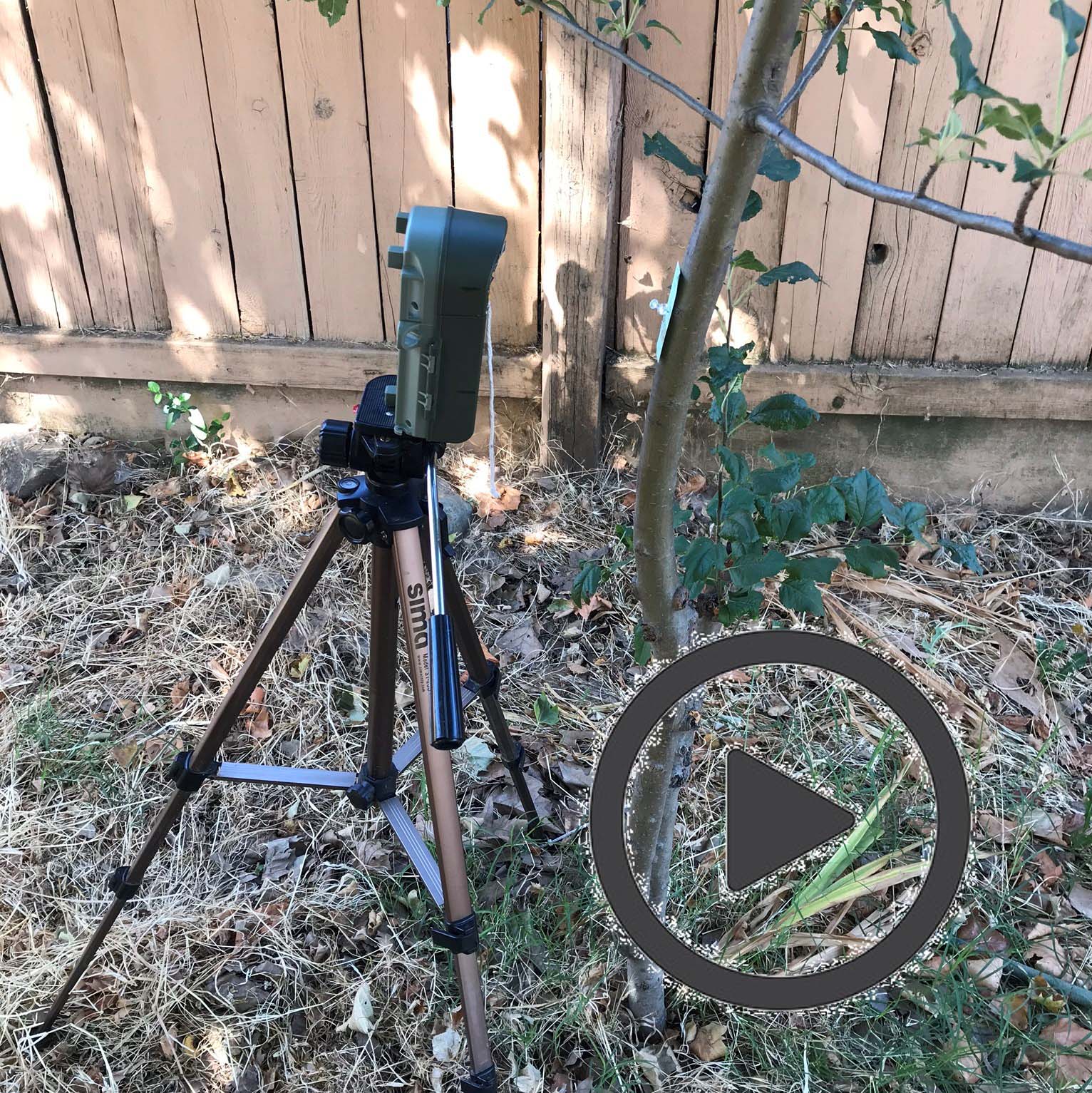 Camera setup for monitoring predators and parasites of Brown Marmorated Stink Bug eggs in situ