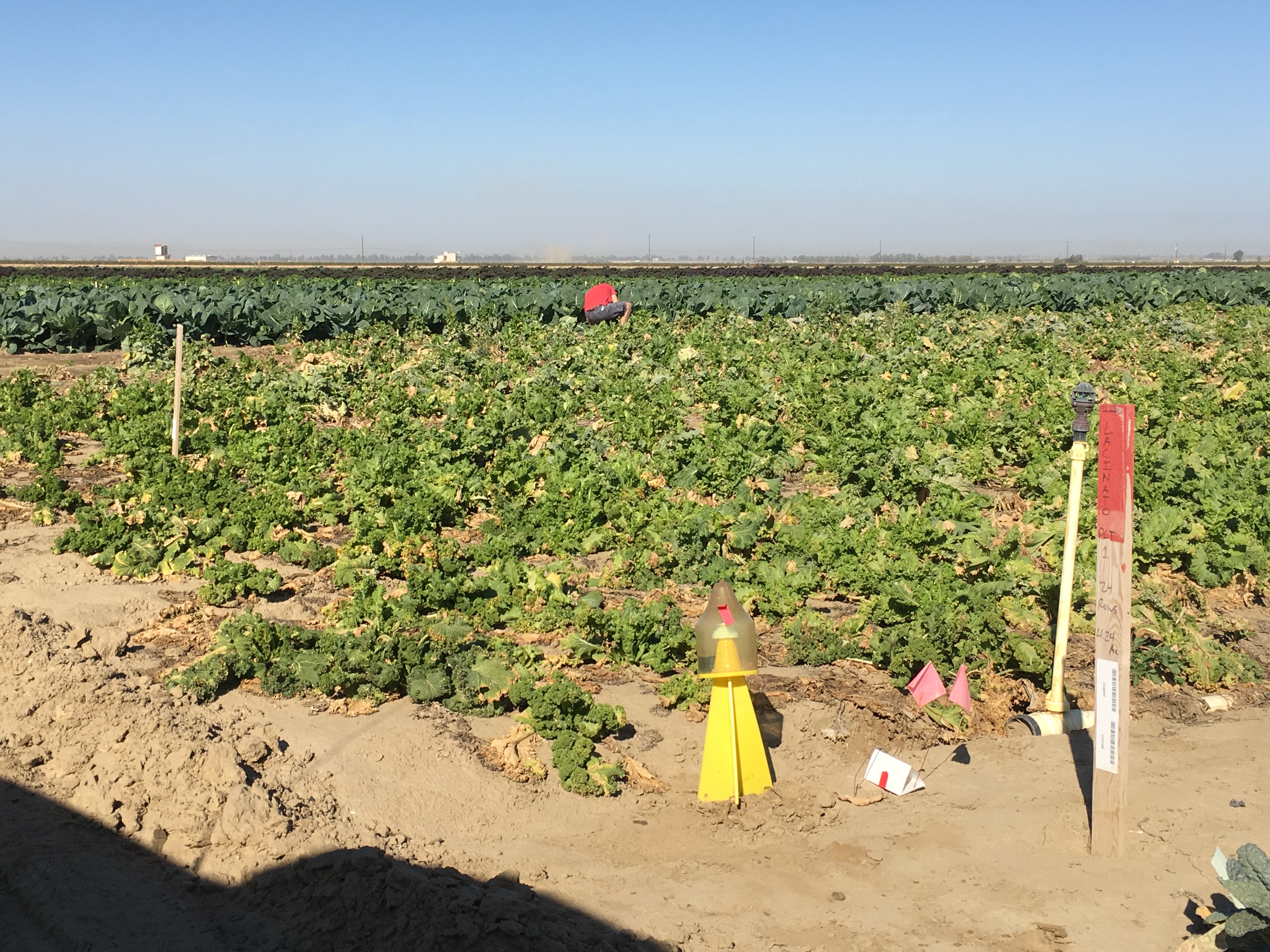 Cole crop field being surveyed for Bagrada Bug and Bagrada Bug egg predators/parasites