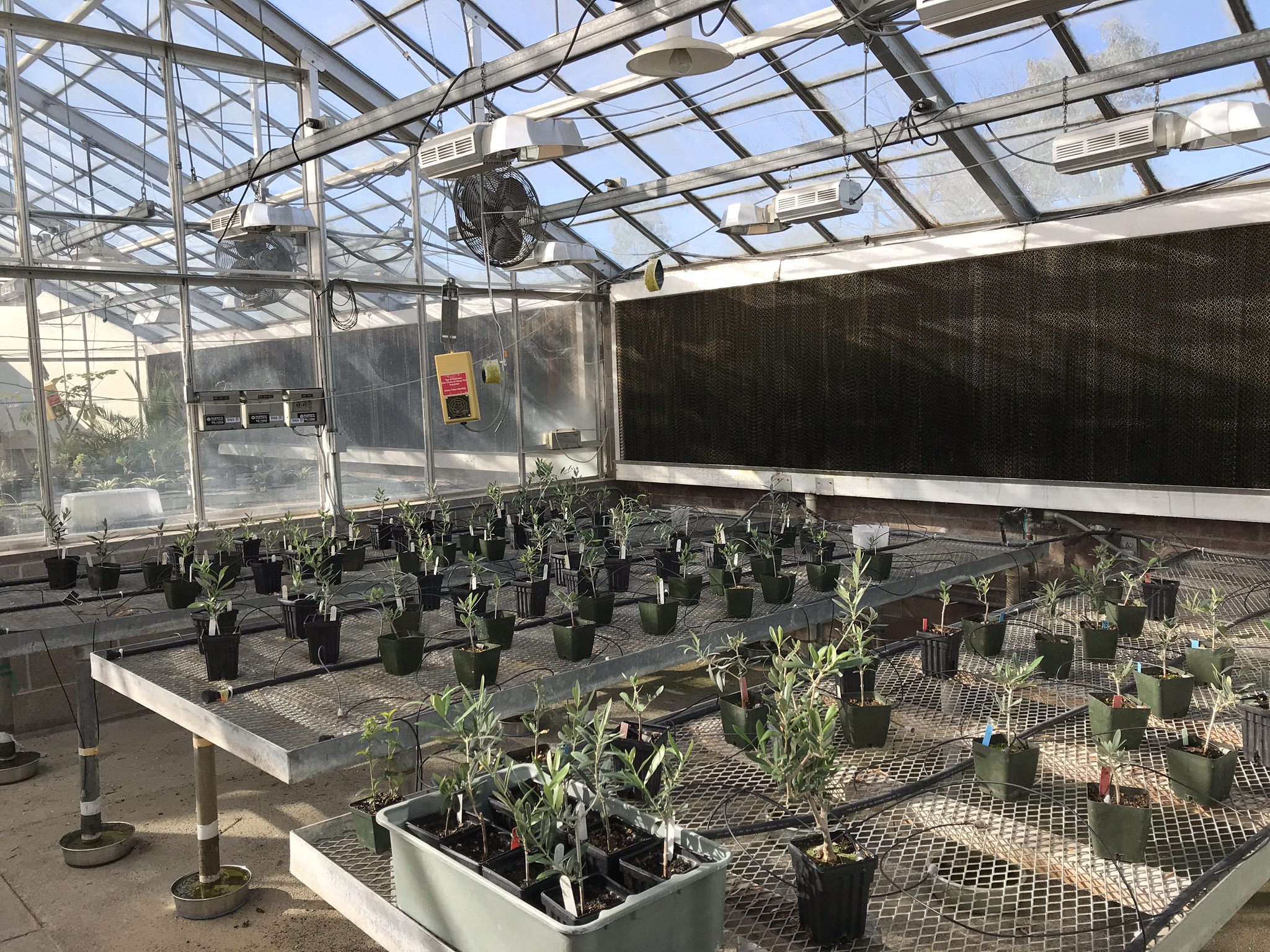 Olive plants growing in large greenhouse in preparation for Olive Psyllid biocontrol trials