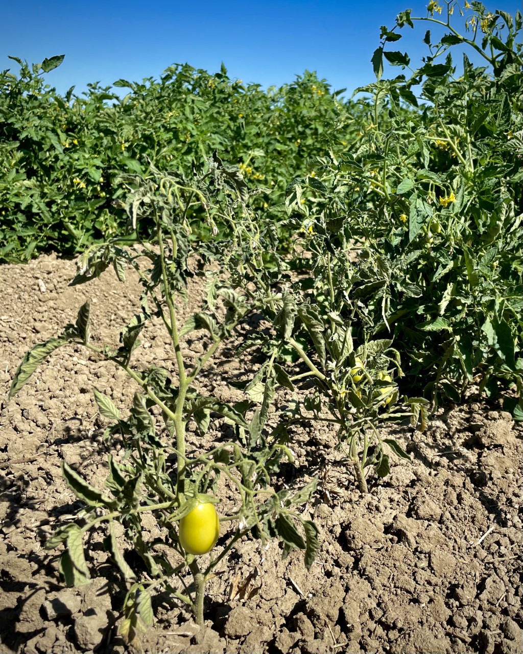 Damaged tomato plant