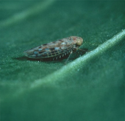 A picture containing insect Description automatically generated