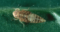 Nymph