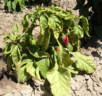 Infected Pepper