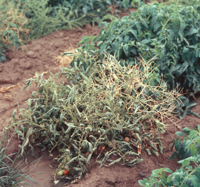Infected Tomato