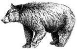 Bear image