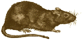 Rat image