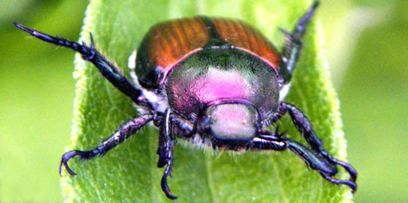 Japanese Beetle