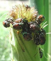 Image result for japanese beetle damage