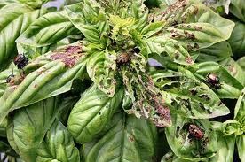 Image result for japanese beetle damage