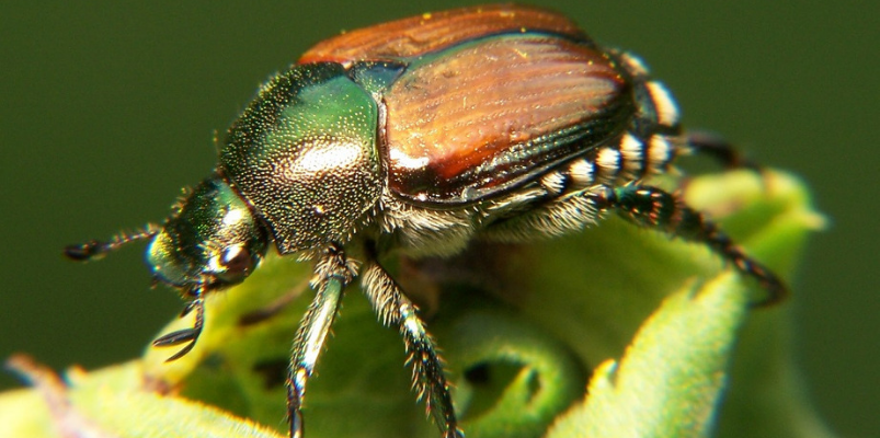 Japanese Beetle