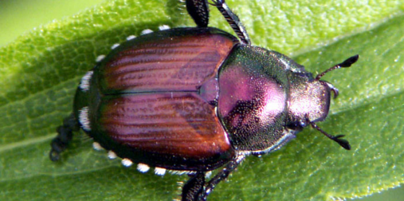 Japanese Beetle