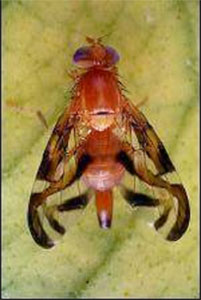 Caribbean Fruit Fly