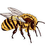 Africanized Honeybee