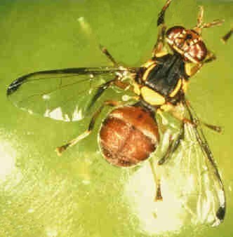 Malaysian Fruit Fly Profile