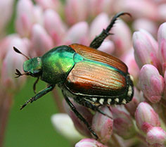 Japanese Beetle Pest Profile