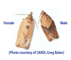 Light Brown Apple Moth adults, female (left) and male (right). 