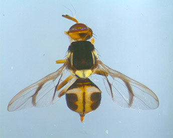 White Striped Fruit Fly