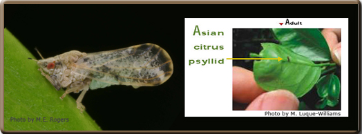 Asian Citrus Psyllid Profile