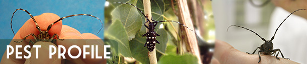 Asian Longhorned Beetle Pest Profile INFORMATION ONLY, pest, invasive species