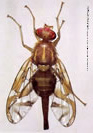 Mexican Fruit Fly Pest Profile