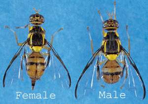 Oriental Fruit Fly Profile