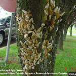 Female Spongy Moths & Egg Masses
