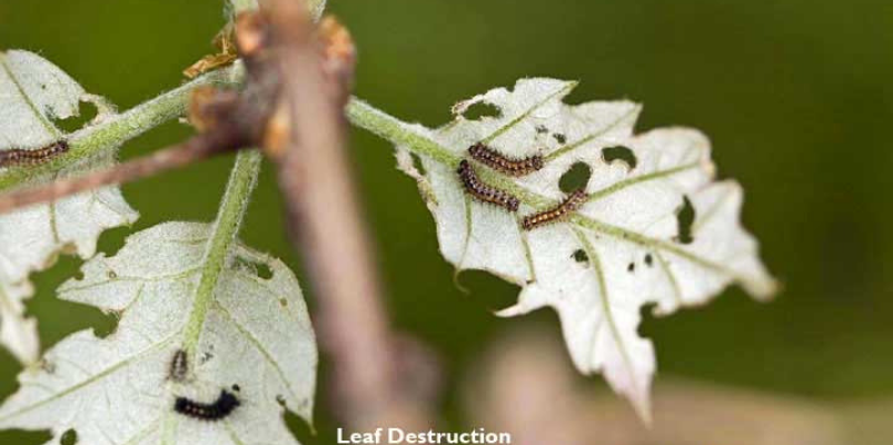 Close-Up of Leaf Destruction