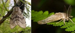 Adult spongy moth female (left) and male (right). USDA-APHIS