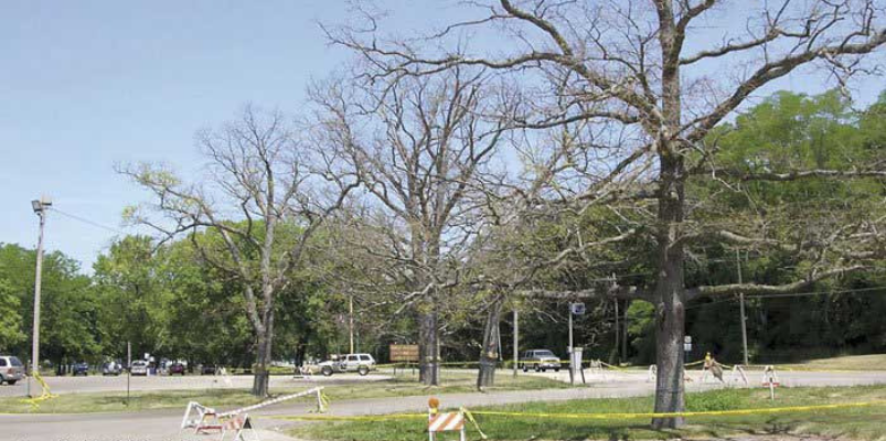 Spongy Moth Defoliation in Wisconsin