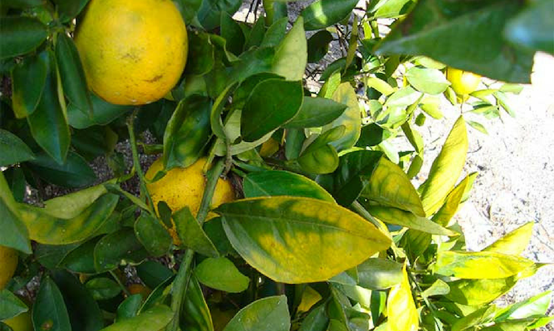 Cdfa Plant Health Asian Citrus Psyllid Huanglongbing Cdfa Plant Health Asian Citrus Psyllid Huanglongbing