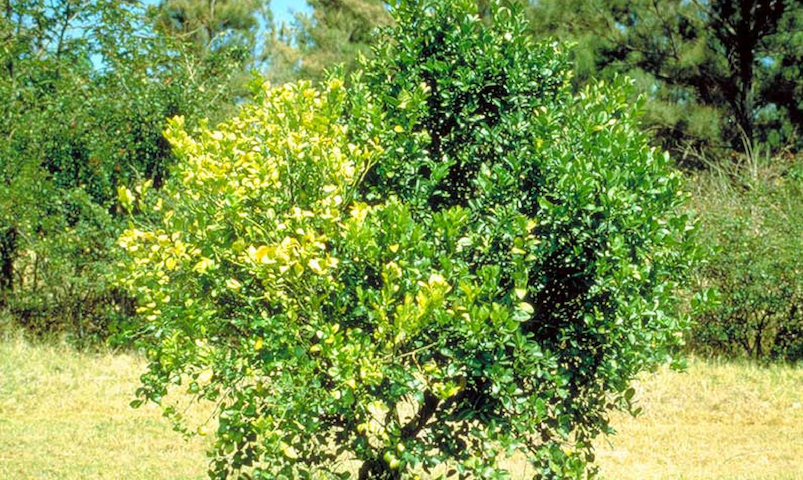 Cdfa Plant Health Asian Citrus Psyllid Huanglongbing Cdfa Plant Health Asian Citrus Psyllid Huanglongbing