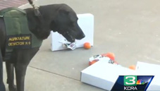 Dozer sniffing for fruit insects