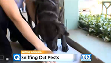 Sniffing Out Pests