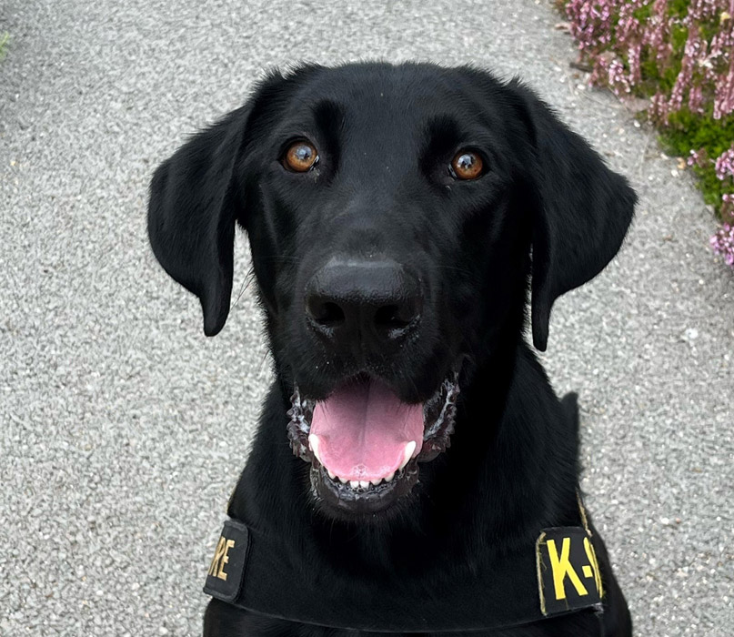 Detector Dog Waylon