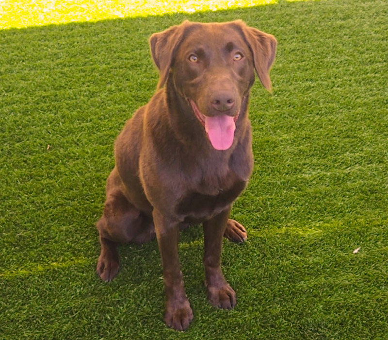Detector Dog Rocket