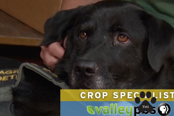 Detector Dog Soya Detector Dog Soya