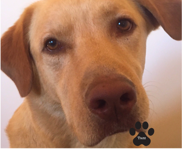 Detector Dog Tazz Detector Dog Tazz