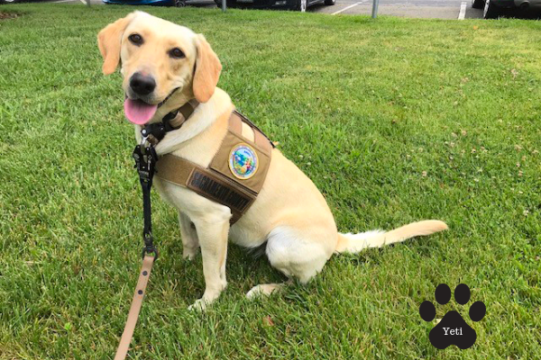 Detector Dog Yeti Detector Dog Yeti