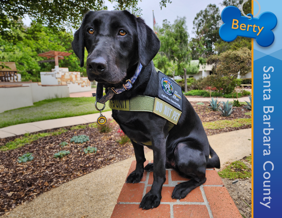 Detector Dog Berty, Santa Barbara County