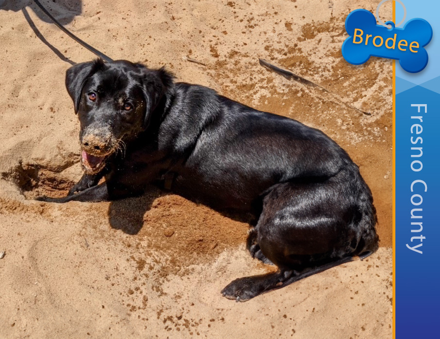 Detector Dog Brodee, Fresno County