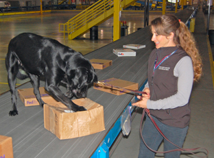Detector Dog Cosmo and Handler Lisa Centoni 