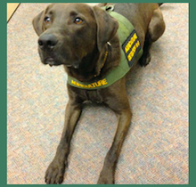 Detector Dog Dozer