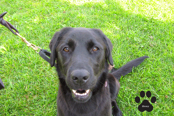 Detector Dog Ebony Detector Dog Ebony