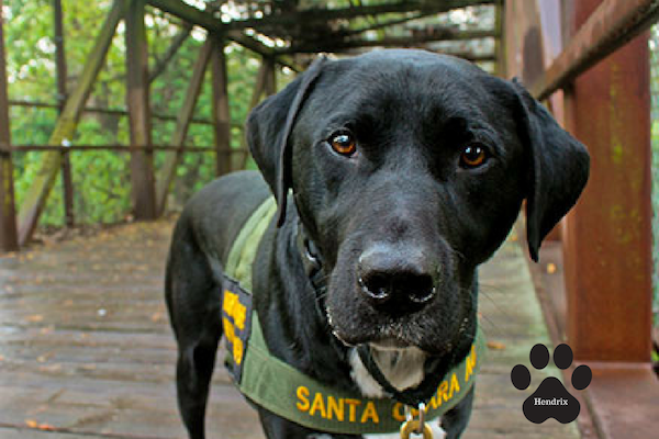 Detector Dog Hendrix