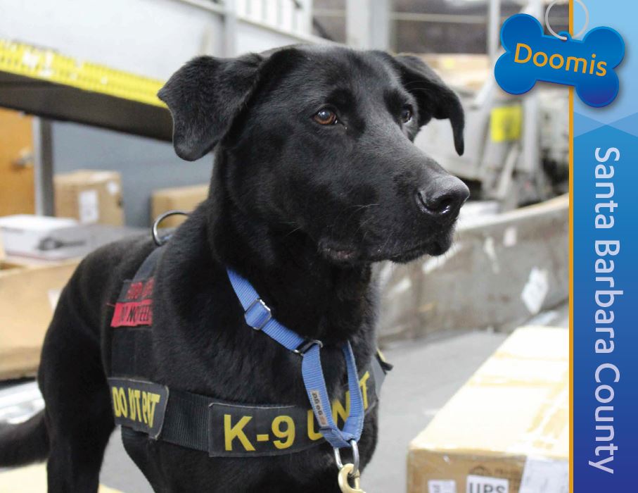 Detector Dog Doomis, Santa Barbara County